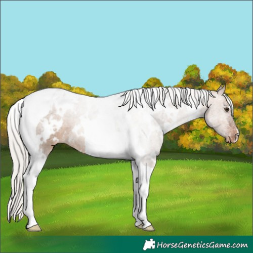 Horse Color:White Spotted Silver Brown Dun Tobiano Appaloosa