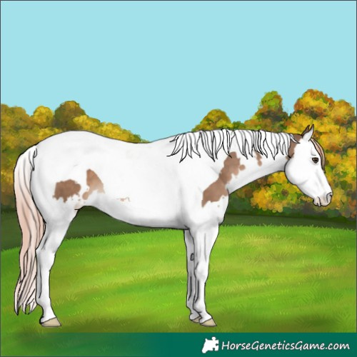 Horse Color:White Spotted Liver Red Dun Splash Tobiano 