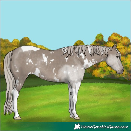 Horse Color:White Spotted Silver Grullo Tobiano Rabicano 