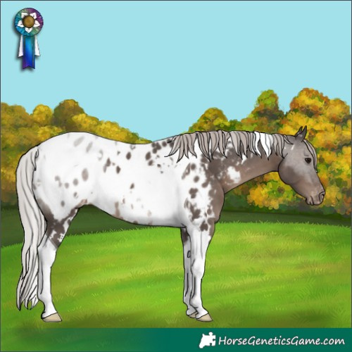 Horse Color:White Spotted Silver Black Tobiano Appaloosa 