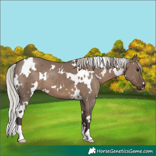 Horse Color:White Spotted Silver Grullo 