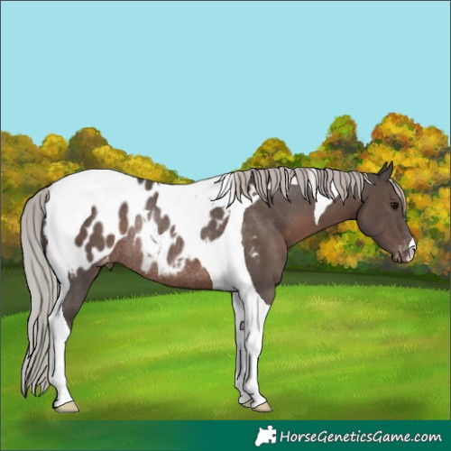 Horse Color:Silver Black Tobiano Appaloosa Rabicano 