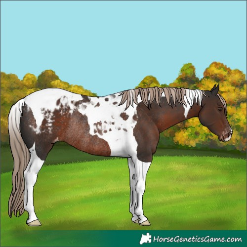 Horse Color:Liver Chestnut Tobiano Appaloosa Rabicano 