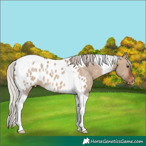 Horse Color:Silver Brown Dun Tobiano Appaloosa