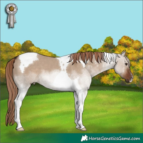 Horse Color:Liver Red Dun Tobiano