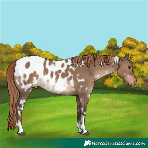 Horse Color:White Spotted Liver Red Dun Tobiano Appaloosa 