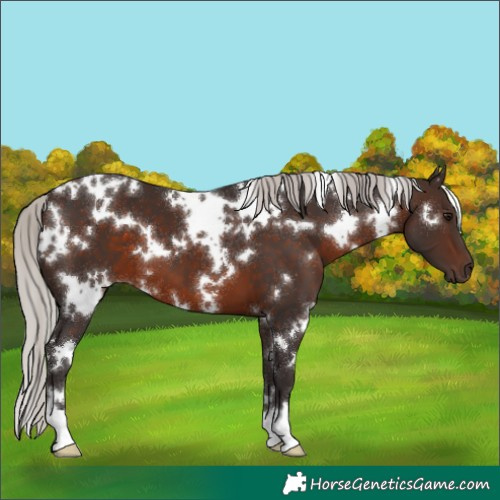 Horse Color:White Spotted Silver Brown