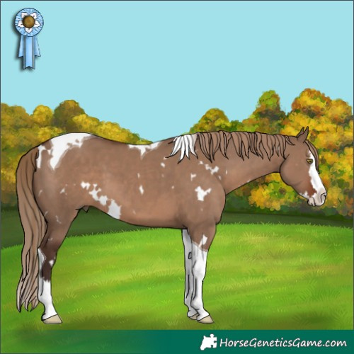 Horse Color:White Spotted Liver Red Dun Splash Tobiano