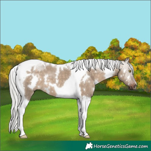 Horse Color:White Spotted Silver Brown Dun Tobiano 