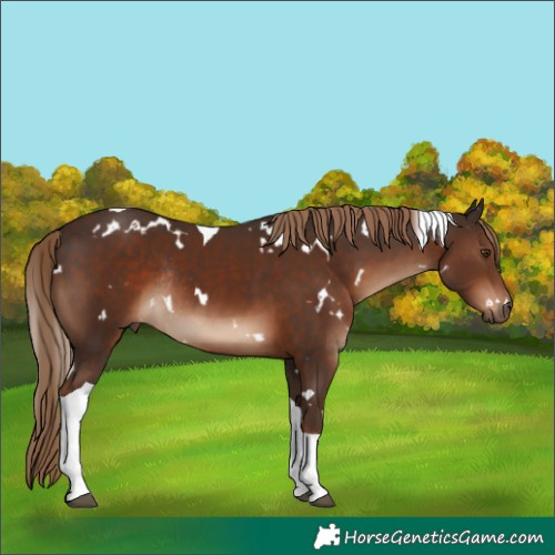 Horse Color:White Spotted Liver Chestnut Tobiano Rabicano