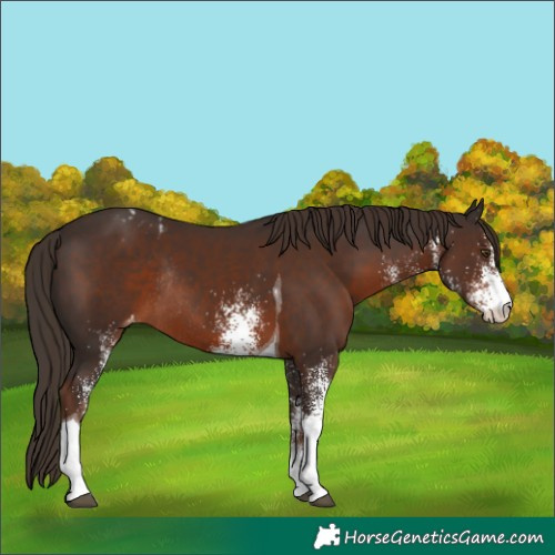 Horse Color:White Spotted Liver Chestnut Tobiano Appaloosa Rabicano