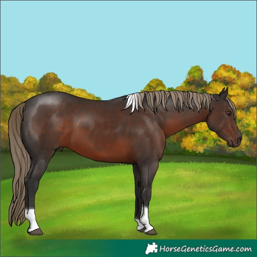 Horse Color:Liver Chestnut Tobiano Rabicano