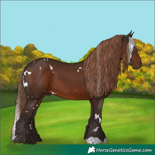 Horse Color:White Spotted Liver Chestnut 