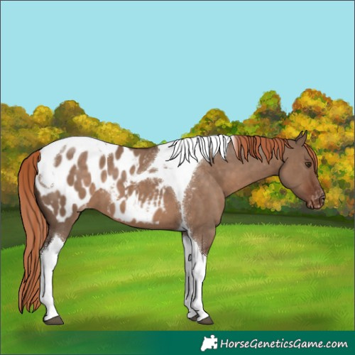 Horse Color:Liver Red Dun Tobiano Appaloosa