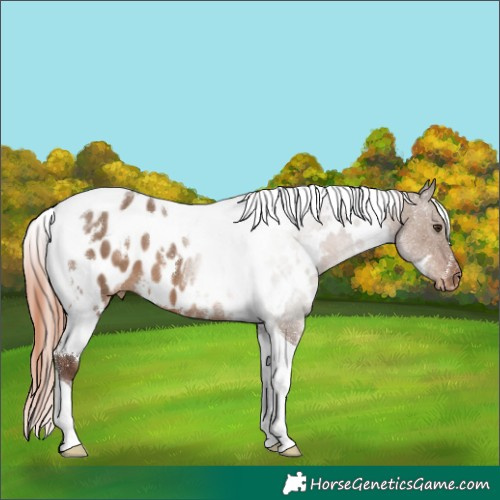 Horse Color:White Spotted Liver Red Dun Tobiano Appaloosa 