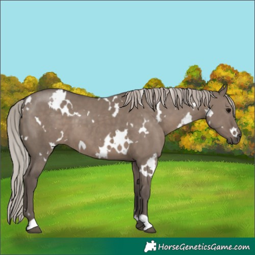 Horse Color:White Spotted Silver Grullo 