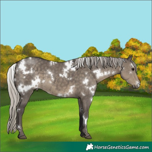 Horse Color:White Spotted Silver Smoky Grullo 