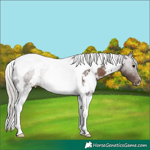 Horse Color:White Spotted Silver Black Tobiano Appaloosa