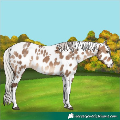 Horse Color:White Spotted Silver Brown Dun Tobiano Appaloosa