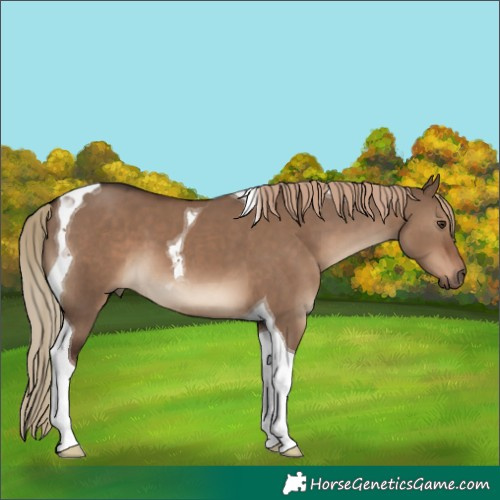 Horse Color:Liver Red Dun Tobiano 