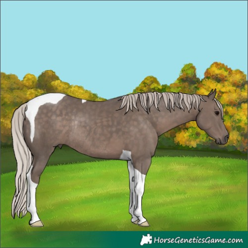 Horse Color:Silver Black Tobiano Rabicano