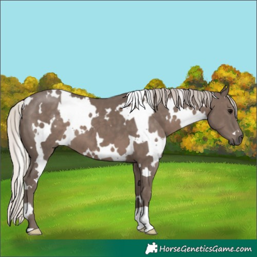 Horse Color:White Spotted Silver Black 