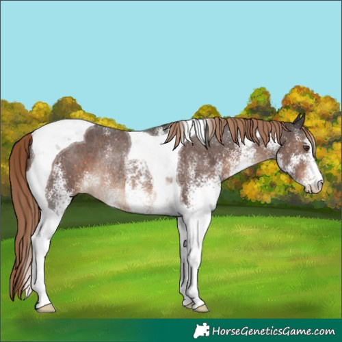 Horse Color:White Spotted Liver Chestnut Tobiano Rabicano 