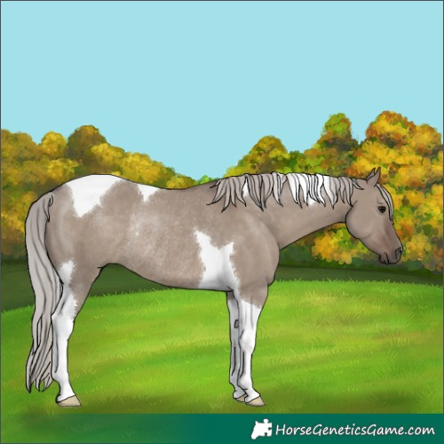Horse Color:Silver Grullo Tobiano Rabicano 