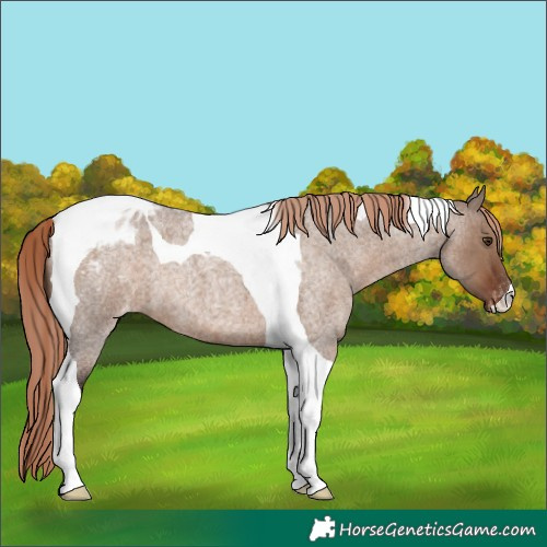 Horse Color:Liver Red Dun Roan Tobiano Appaloosa 