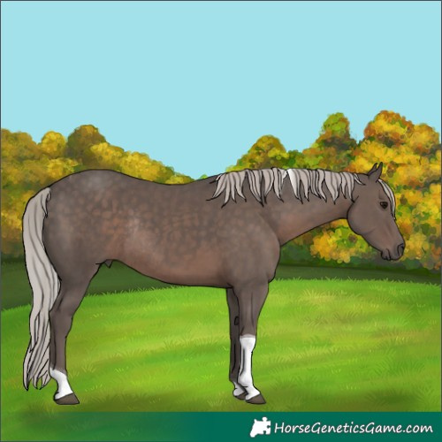 Horse Color:Silver Black Tobiano Rabicano