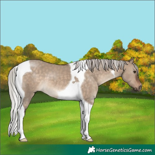 Horse Color:Silver Brown Dun Tobiano