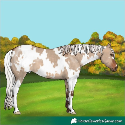 Horse Color:White Spotted Silver Brown Dun 