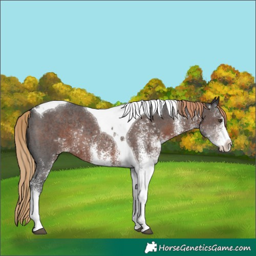 Horse Color:White Spotted Liver Chestnut Tobiano Rabicano 