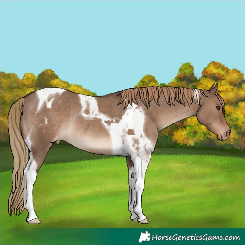 Horse Color:Liver Red Dun Tobiano Appaloosa Rabicano 