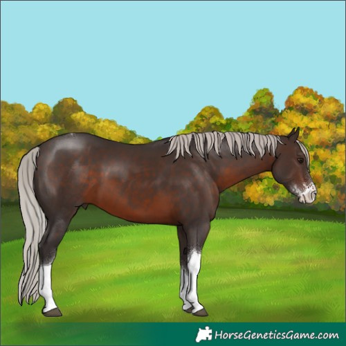 Horse Color:Silver Brown Sabino Tobiano Rabicano 