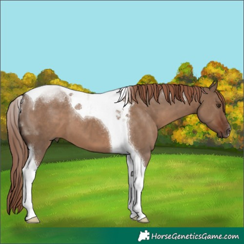 Horse Color:Liver Red Dun Tobiano 