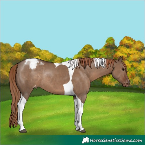 Horse Color:Liver Red Dun Tobiano Appaloosa Rabicano