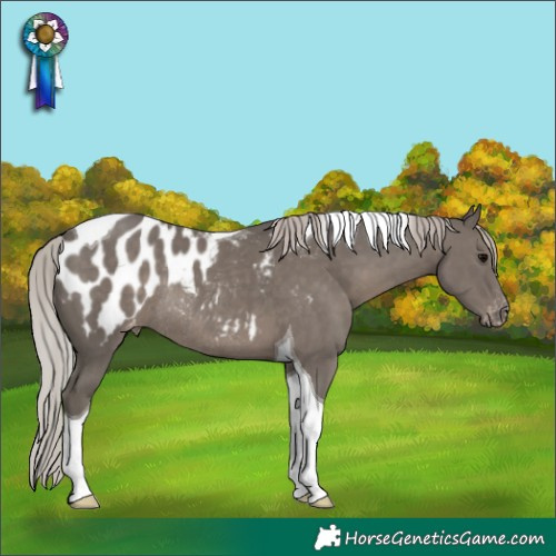 Horse Color:Silver Black Tobiano Appaloosa Rabicano 