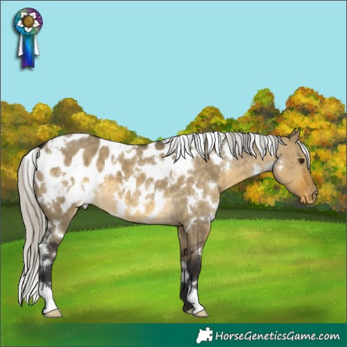 Horse Color:White Spotted Silver Buckskin Dun Appaloosa 