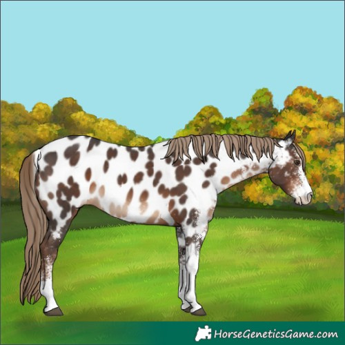 Horse Color:White Spotted Liver Chestnut Tobiano Appaloosa Rabicano