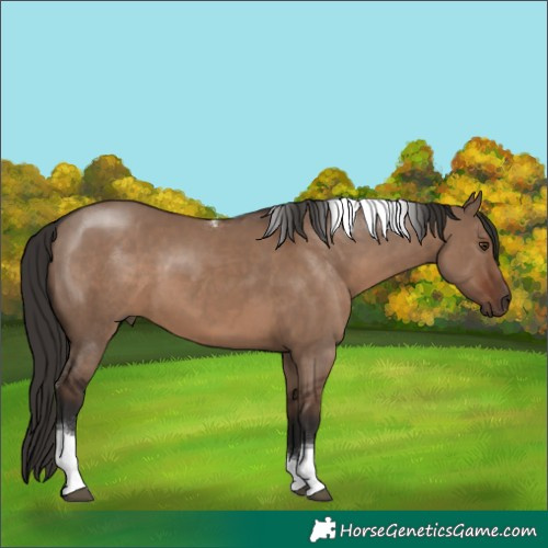 Horse Color:Liver Red Dun Tobiano Rabicano 