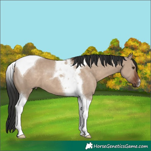 Horse Color:Liver Red Dun Tobiano