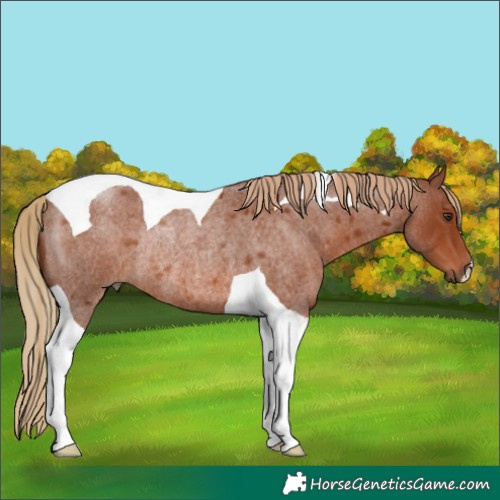 Horse Color:Red Roan Tobiano Rabicano