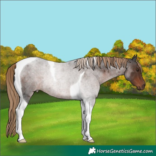 Horse Color:Liver Red Roan Tobiano Rabicano