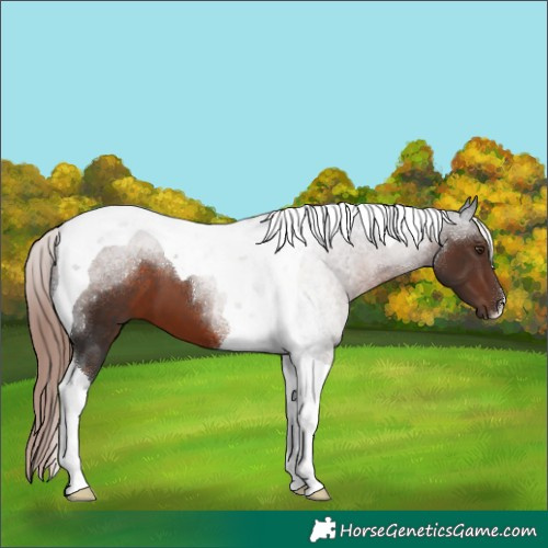 Horse Color:Liver Chestnut Tobiano