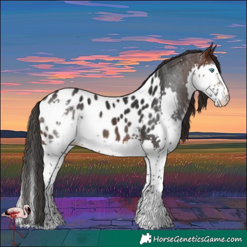 Horse Color:Brown Splash Appaloosa 