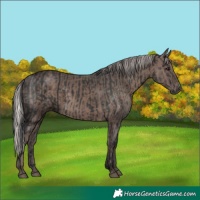 Horse Color:Black and Silver Black