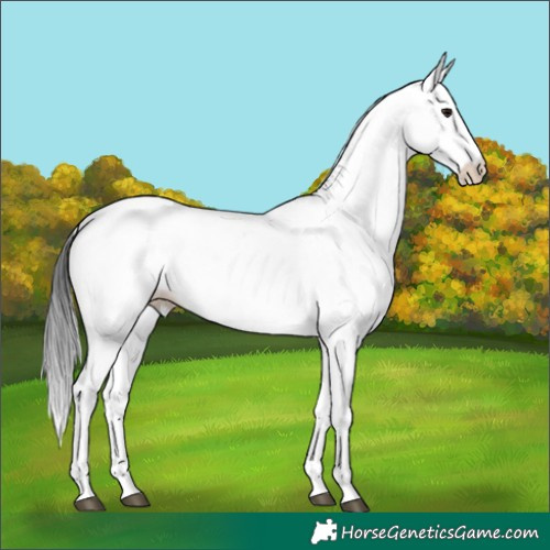 Horse Color:White Spotted Brown Dun Tobiano 
