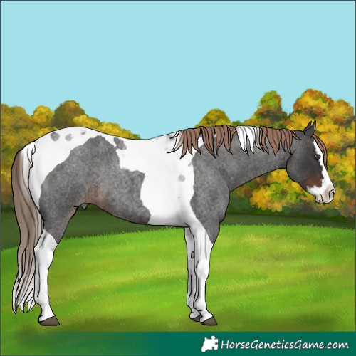 Horse Color:Liver Red Roan Splash Tobiano 