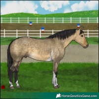 Horse Color:Buckskin Dun Tobiano